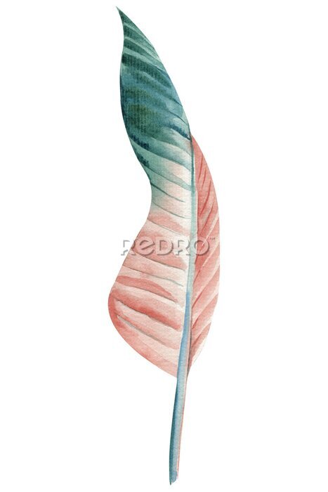 Papier peint  Green leaf. Strelitzia on isolated background, hand drawn watercolor botanical painting.