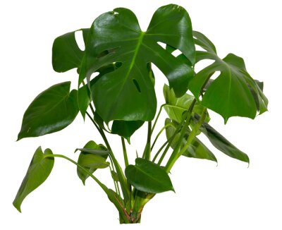 Papier peint  green leaves of Monstera deliciosa / Alocasia Wentii / Strelitzia Nicolai plant isolated on transparent background, follage, png, compositing footage, alpha, forest, nature, jungle, tropical follage