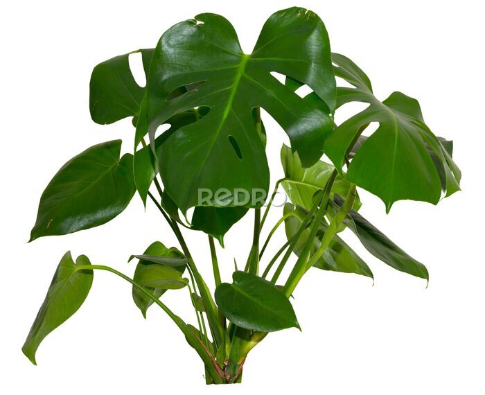 Papier peint  green leaves of Monstera deliciosa / Alocasia Wentii / Strelitzia Nicolai plant isolated on transparent background, follage, png, compositing footage, alpha, forest, nature, jungle, tropical follage
