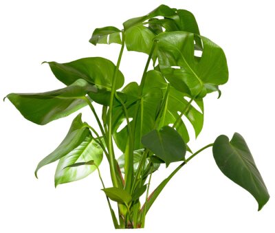 Papier peint  green leaves of Monstera deliciosa / Alocasia Wentii / Strelitzia Nicolai plant isolated on transparent background, png, image compositing footage, alpha channel, forest, nature, jungle, tropical