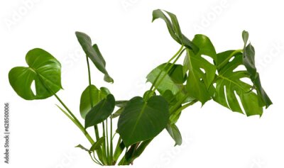 Papier peint  green leaves of Monstera deliciosa / Alocasia Wentii / Strelitzia Nicolai plant isolated on transparent background, png, image compositing footage, alpha channel, forest, nature, jungle, tropical