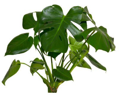 Papier peint  green leaves of Monstera deliciosa / Alocasia Wentii / Strelitzia Nicolai plant isolated on transparent background, png, image compositing footage, alpha channel, forest, nature, jungle, tropical