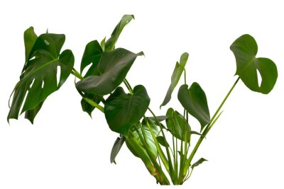 Papier peint  green leaves of Monstera deliciosa / Alocasia Wentii / Strelitzia Nicolai plant isolated on transparent background, png, image compositing footage, alpha channel, forest, nature, jungle, tropical