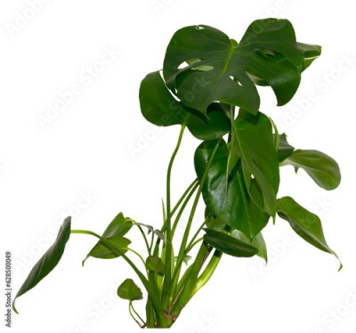 Papier peint  green leaves of Monstera deliciosa / Alocasia Wentii / Strelitzia Nicolai plant isolated on transparent background, png, image compositing footage, alpha channel, forest, nature, jungle, tropical