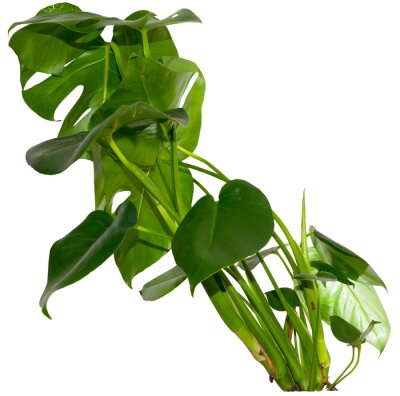 Papier peint  green leaves of Monstera deliciosa / Alocasia Wentii / Strelitzia Nicolai plant isolated on transparent background, png, image compositing footage, alpha channel, forest, nature, jungle, tropical