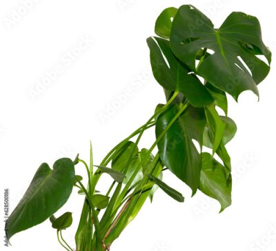 Papier peint  green leaves of Monstera deliciosa / Alocasia Wentii / Strelitzia Nicolai plant isolated on transparent background, png, image compositing footage, alpha channel, forest, nature, jungle, tropical