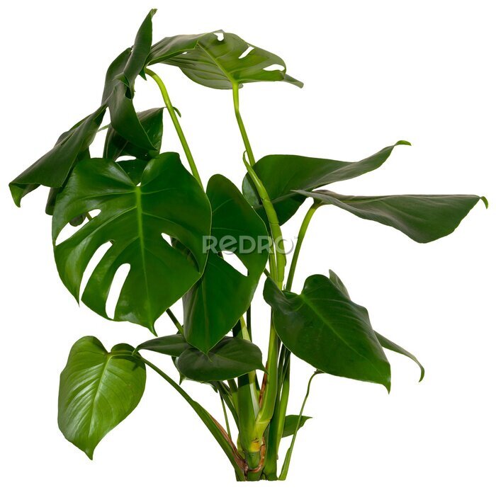 Papier peint  green leaves of Monstera deliciosa / Alocasia Wentii / Strelitzia Nicolai plant isolated on transparent background, png, image compositing footage, alpha channel, forest, nature, jungle, tropical