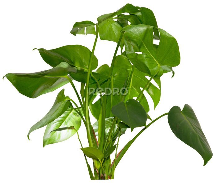 Papier peint  green leaves of Monstera deliciosa / Alocasia Wentii / Strelitzia Nicolai plant isolated on transparent background, png, image compositing footage, alpha channel, forest, nature, jungle, tropical
