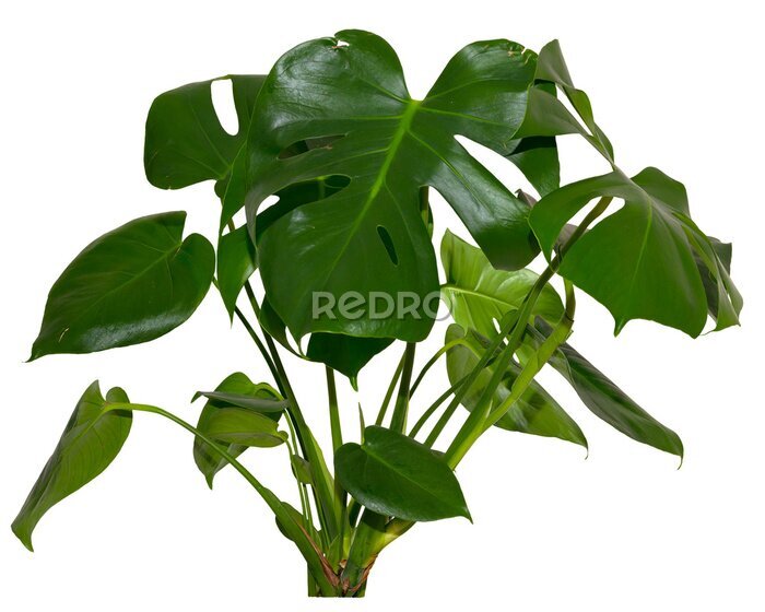 Papier peint  green leaves of Monstera deliciosa / Alocasia Wentii / Strelitzia Nicolai plant isolated on transparent background, png, image compositing footage, alpha channel, forest, nature, jungle, tropical