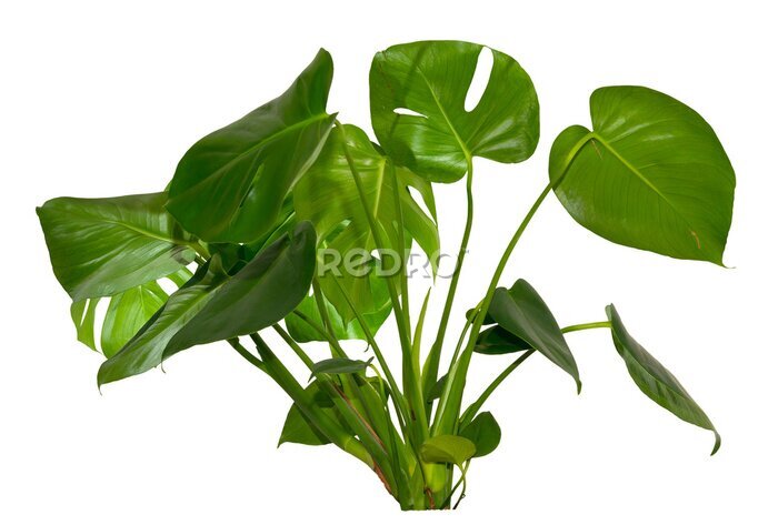 Papier peint  green leaves of Monstera deliciosa / Alocasia Wentii / Strelitzia Nicolai plant isolated on transparent background, png, image compositing footage, alpha channel, forest, nature, jungle, tropical