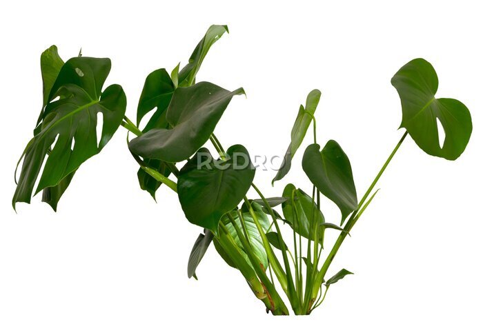 Papier peint  green leaves of Monstera deliciosa / Alocasia Wentii / Strelitzia Nicolai plant isolated on transparent background, png, image compositing footage, alpha channel, forest, nature, jungle, tropical