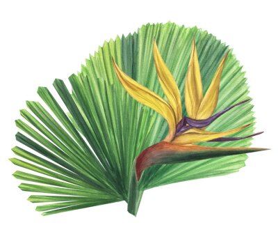 Papier peint  Green palm leaves Licuala strelitzia flower. Jungle tropical exotic foliage. Hand-drawn watercolor illustration isolated on white background. For design logo card poster label invitations