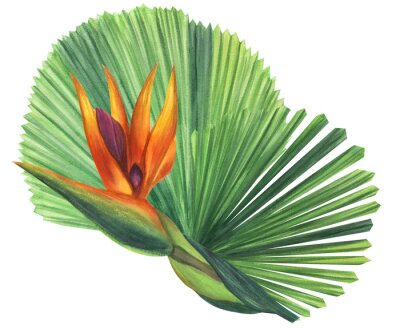 Papier peint  Green palm leaves Licuala strelitzia flower. Jungle tropical exotic foliage. Hand-drawn watercolor illustration isolated on white background. For design logo card poster label invitations