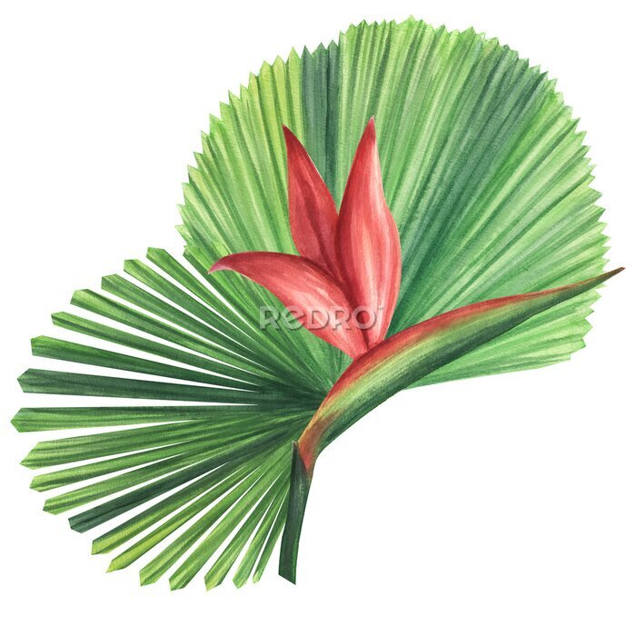 Papier peint  Green palm leaves Licuala strelitzia flower. Jungle tropical exotic foliage. Hand-drawn watercolor illustration isolated on white background. For design logo card poster label invitations
