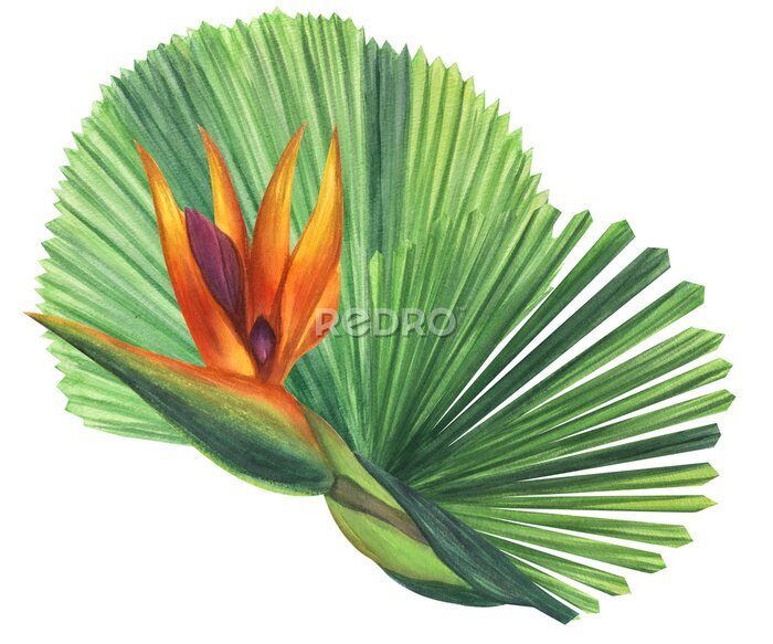 Papier peint  Green palm leaves Licuala strelitzia flower. Jungle tropical exotic foliage. Hand-drawn watercolor illustration isolated on white background. For design logo card poster label invitations