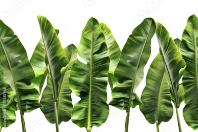Papier peint  green palm leaves, watercolor illustration on isolated white background, jungle clipart, strelitzia

