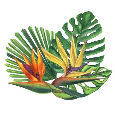 Papier peint  Green palm leaves with strelitzia flower. Monstera Likuala Jungle tropical exotic foliage. Hand-drawn watercolor illustration isolated on white background. For design logo card poster