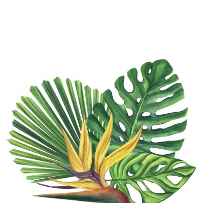 Papier peint  Green palm leaves with strelitzia flower. Monstera Likuala Jungle tropical exotic foliage. Hand-drawn watercolor illustration isolated on white background. For design logo card poster