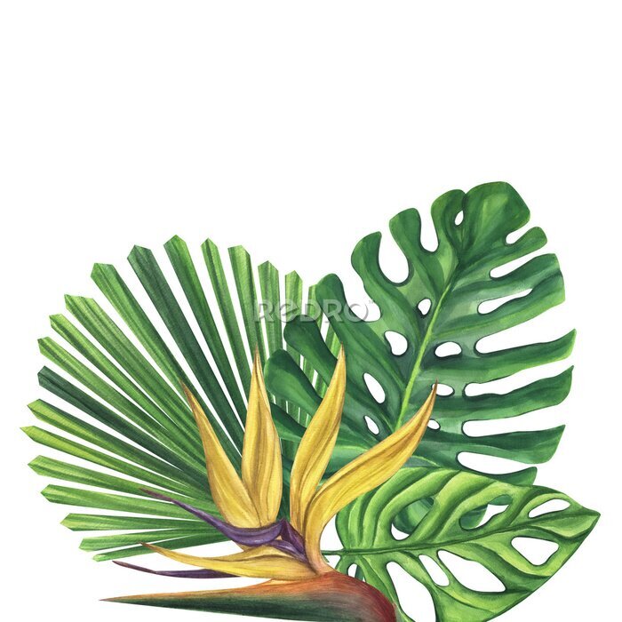 Papier peint  Green palm leaves with strelitzia flower. Monstera Likuala Jungle tropical exotic foliage. Hand-drawn watercolor illustration isolated on white background. For design logo card poster