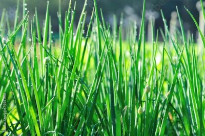 Papier peint  Green spring onion in growth at vegetable garden 