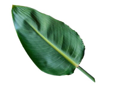 Papier peint  Green strelitzia leaf isolated on white