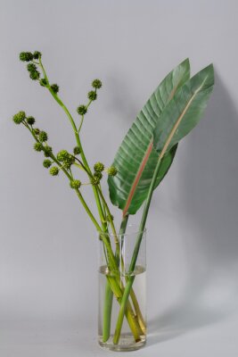Papier peint  Green strelitzia leaves and european bur reed or sparganium emersum in glass vase on gray background