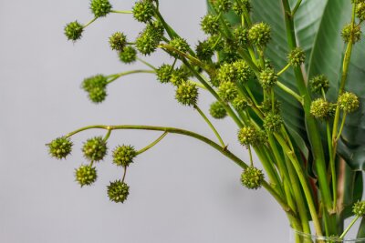 Papier peint  Green strelitzia leaves and european bur reed or sparganium emersum in glass vase on gray background
