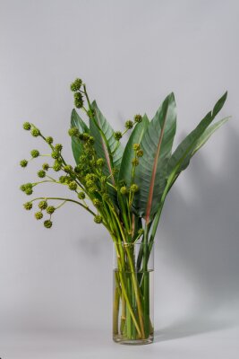 Papier peint  Green strelitzia leaves and european bur reed or sparganium emersum in glass vase on gray background