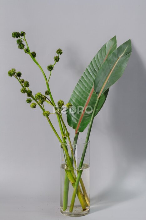 Papier peint  Green strelitzia leaves and european bur reed or sparganium emersum in glass vase on gray background