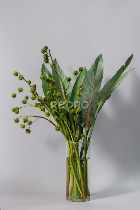 Papier peint  Green strelitzia leaves and european bur reed or sparganium emersum in glass vase on gray background