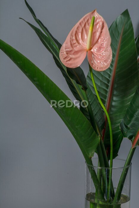 Papier peint  Green strelitzia leaves and one pink anthurium flower in glass vase on gray background. Strelitzia retinae foliage.