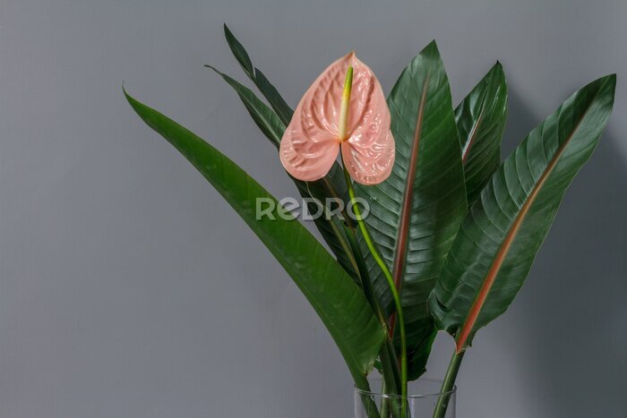 Papier peint  Green strelitzia leaves and one pink anthurium flower in glass vase on gray background. Strelitzia retinae foliage.