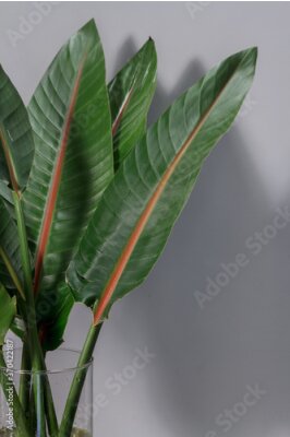 Papier peint  Green strelitzia leaves in glass vase on gray background. Strelitzia retinae foliage. Bird of paradise foliage. Heliconia leaf