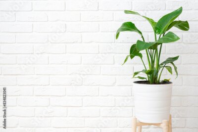 Papier peint  Green strelitzia plant leaves in pot against white brick wall background with copy space