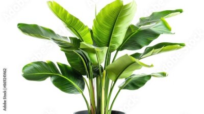Papier peint  Green Strelitzia Reginae Plant with Large Leaves