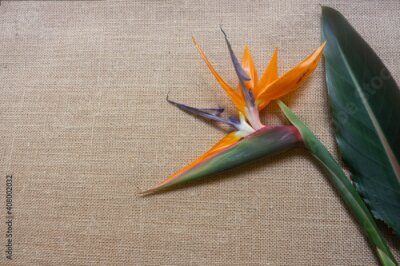 Papier peint  Green tropical leaves and strelitzia flower on a hessian background with copy space.