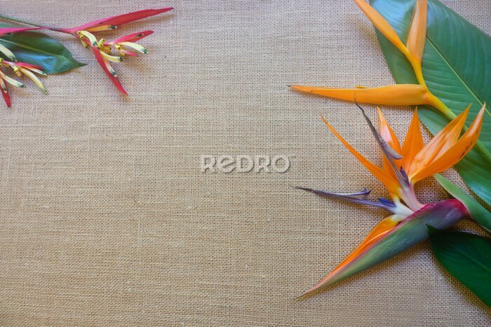 Papier peint  Green tropical leaves and strelitzia flowers and bird of paradise flower on a hessian background with copy space.