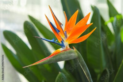 Papier peint  Greenhous avec fleur exotique tropicale d'oiseau de paradis ou Strelitzia reginae