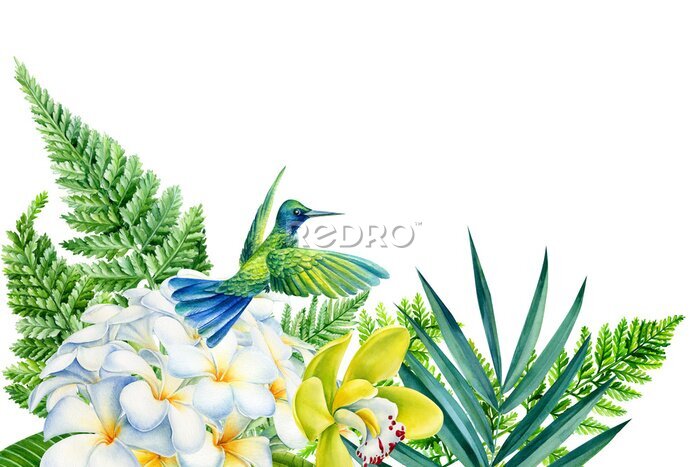 Papier peint  Greeting card, hummingbird, tropical palm leaves and plumeria flowers hand drawn in watercolor, botanical painting