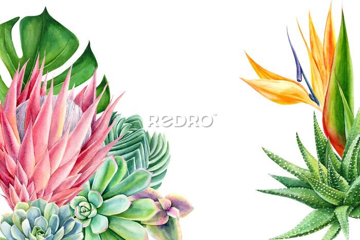 Papier peint  greeting card, tropical plants and flowers on white background, watercolor hand drawing, leaves of palms, monstera, succulent, protea, strelitzia, agave