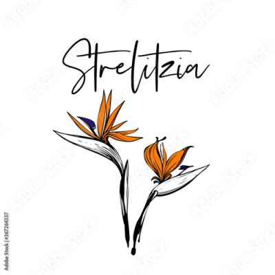 Papier peint  Greeting card with beautiful strelitzia and strelitzia calligraphy, phrase, word. Tropic outline floral illustrations. Tropical collection. Sketch watercolor style. Hand drawn line on white background
