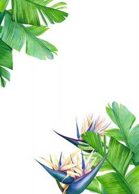 Papier peint  greeting card with place for text, tropical strelitzia flowers on a white background, jungle watercolor illustration