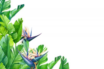 Papier peint  greeting card with place for text, tropical strelitzia flowers on a white background, jungle watercolor illustration