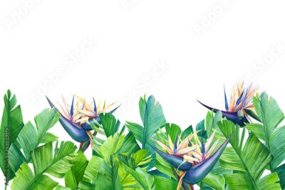 Papier peint  greeting card with place for text, tropical strelitzia flowers on a white background, jungle watercolor illustration