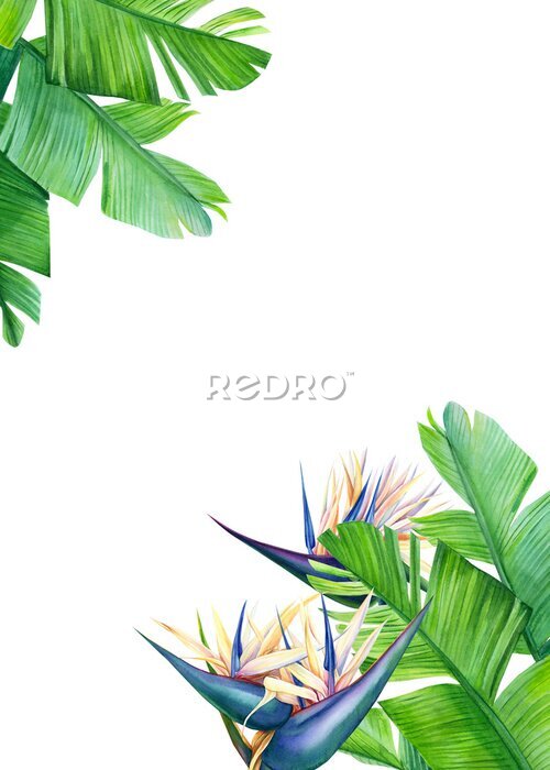 Papier peint  greeting card with place for text, tropical strelitzia flowers on a white background, jungle watercolor illustration