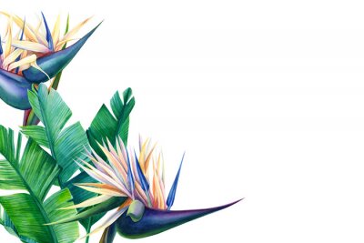 Papier peint  greeting card with place for text, tropical strelitzia flowers on a white background, watercolor illustration