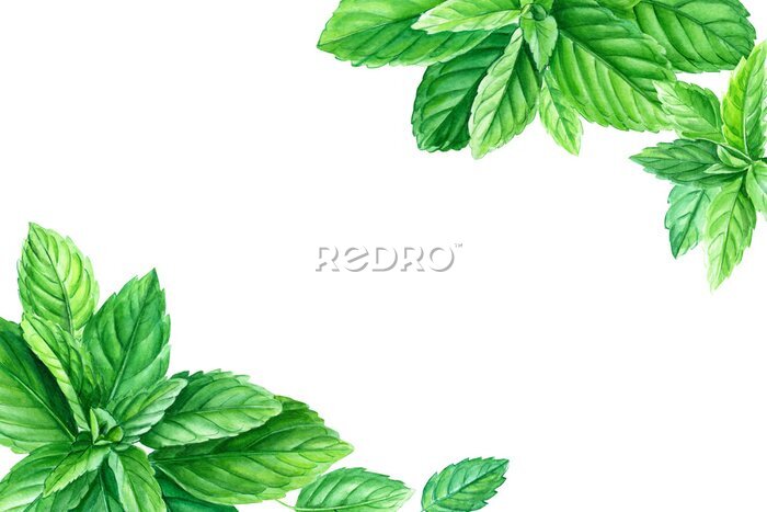 Papier peint  greeting card with place for text, tropical strelitzia flowers on a white background, watercolor illustration