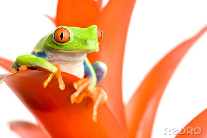 Papier peint  Grenouille colorée