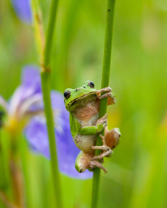 Papier peint  Grenouille verte agrippée à l'herbe