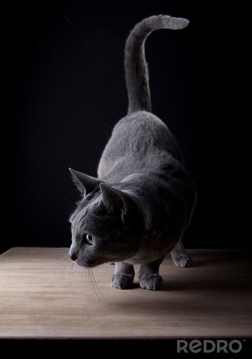 Papier peint  Gris britannique